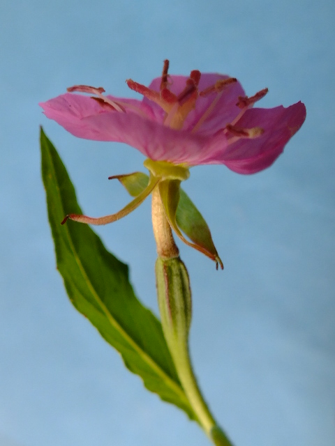 e0145782_19362223.jpg