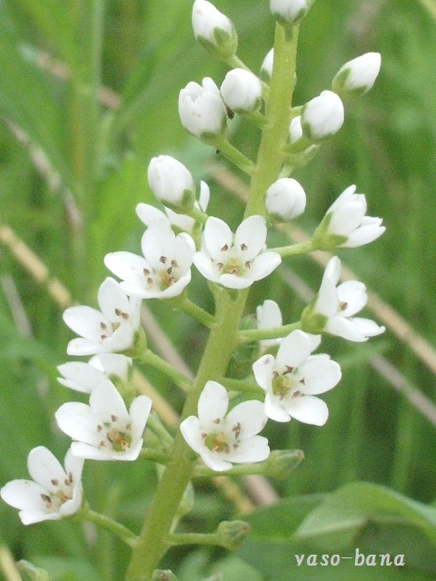 e0025300_1665622.jpg