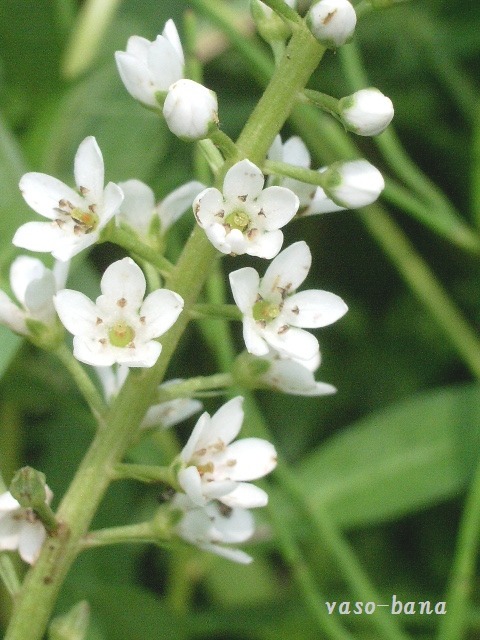 e0025300_1671720.jpg