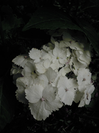 e0206902_5574424.jpg