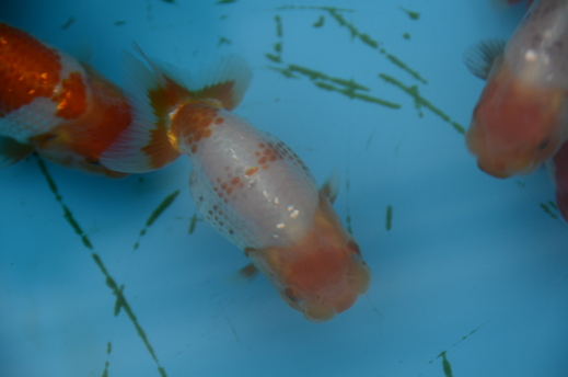e0075412_8371824.jpg