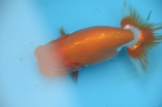 e0075412_9235542.jpg
