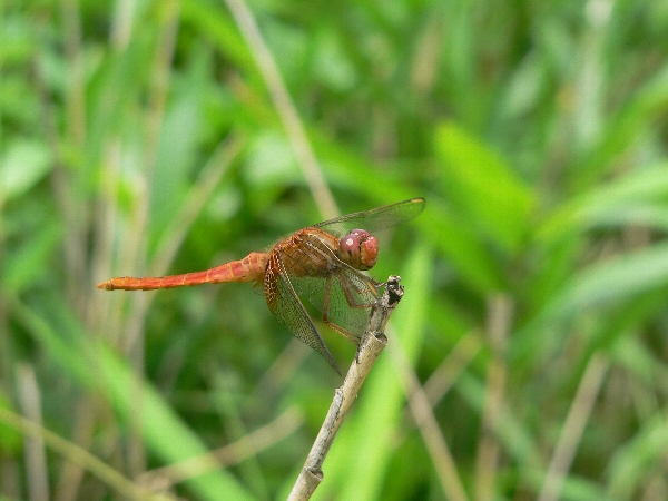 e0002314_20313556.jpg
