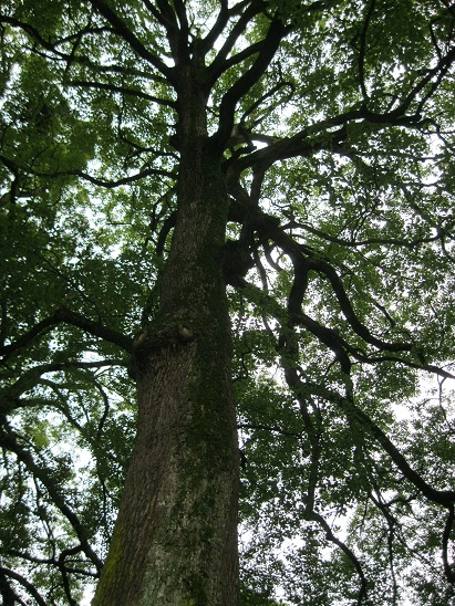 e0201021_1694012.jpg