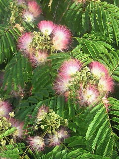 e0085133_0324133.jpg