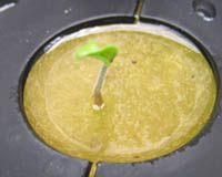 e0181546_9395559.jpg