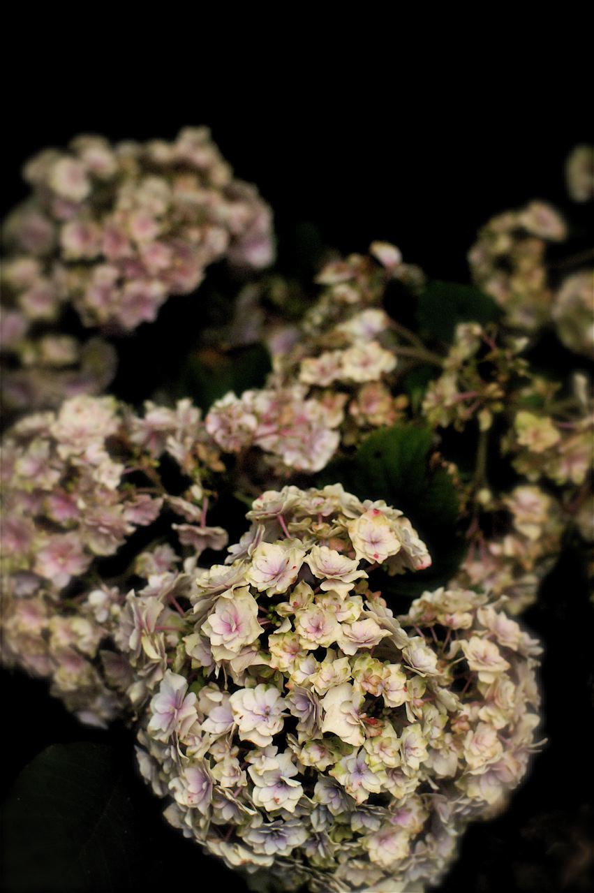 b0168859_14715.jpg