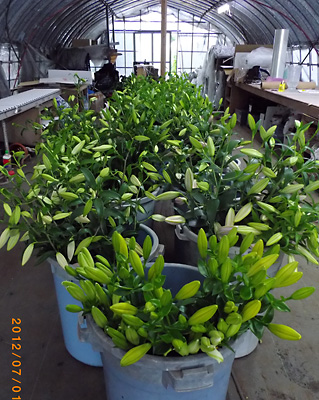 e0097770_10271741.jpg