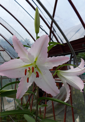 e0097770_1052020.jpg