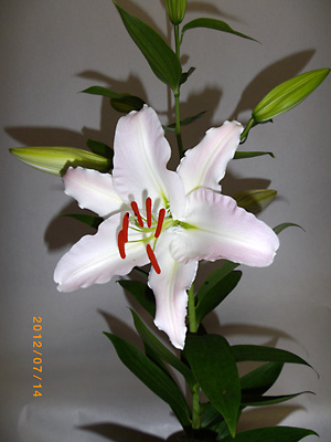 e0097770_1055890.jpg