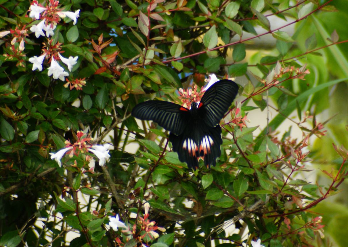 a0053771_192257100.jpg