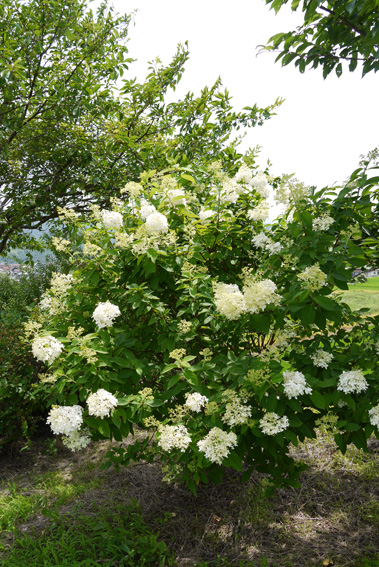 f0222692_1520237.jpg