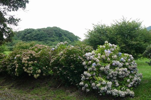 b0061107_1610256.jpg