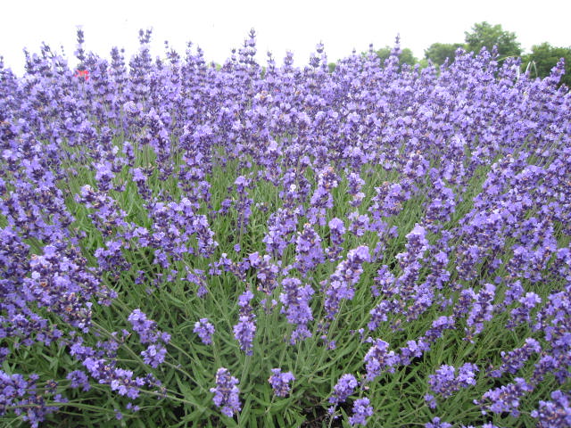 e0191826_1724279.jpg