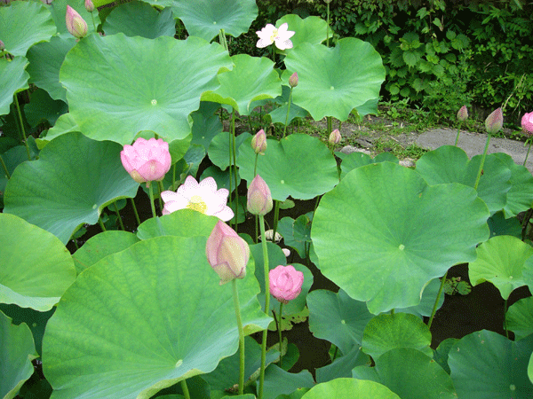 c0225153_21123732.gif