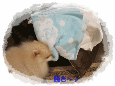 b0167519_1412790.gif