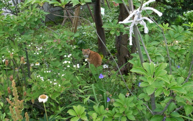 c0051132_20333954.jpg