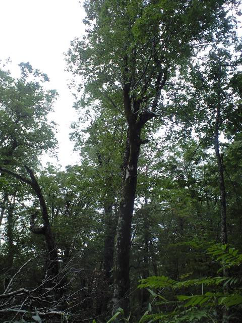 d0107938_12423198.jpg