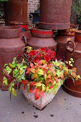 e0025655_552260.jpg