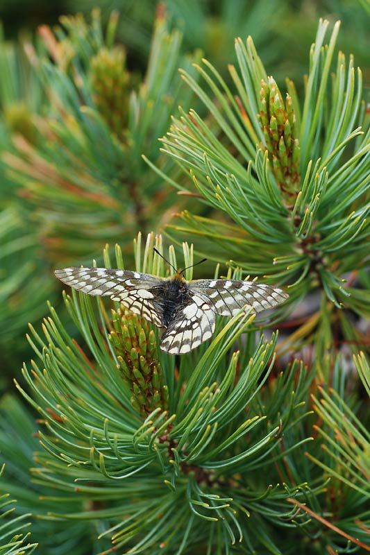 c0043361_0441573.jpg