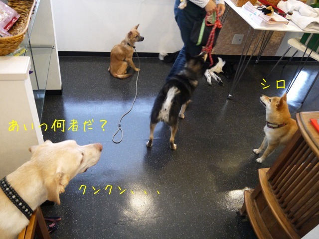 f0177261_1374985.jpg