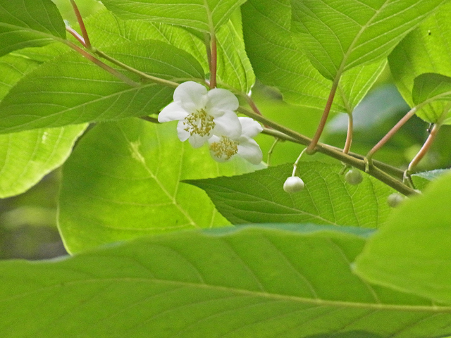 b0186563_16483939.jpg