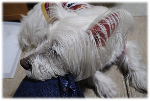 b0242873_152591.png