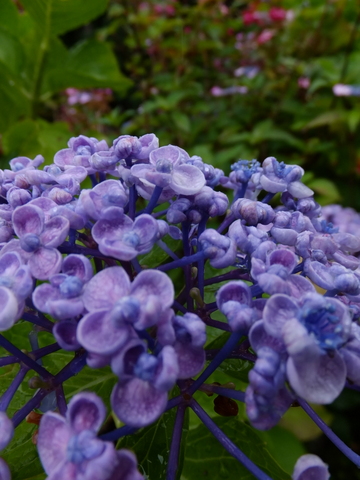 a0043982_16521090.jpg