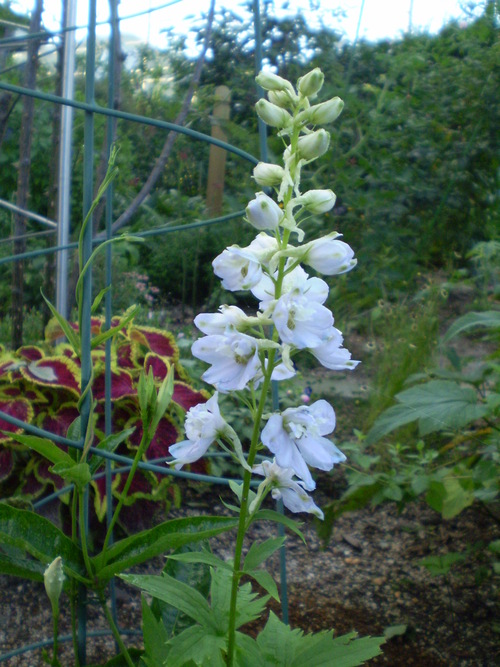 a0135990_22144385.jpg