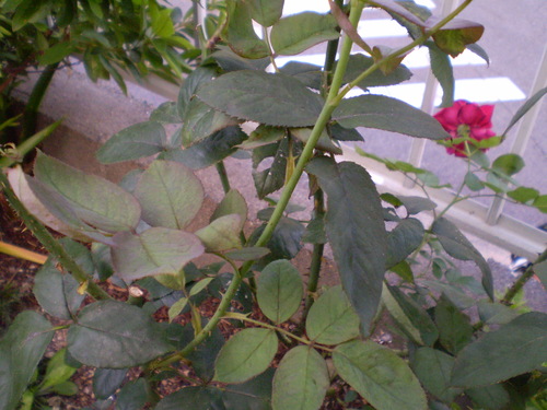 a0135990_22264564.jpg