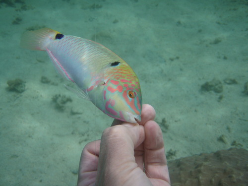 f0085291_19593533.jpg