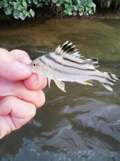 f0085291_2034653.jpg