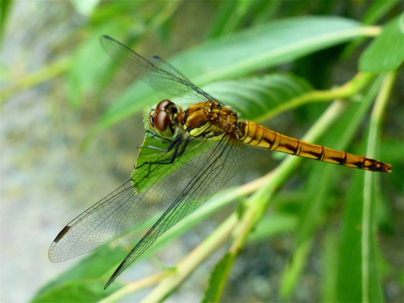 e0202393_9592856.jpg