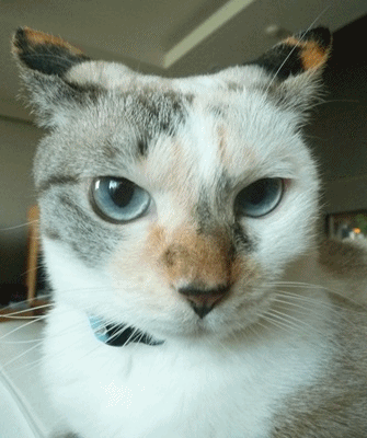 d0057701_17503457.gif