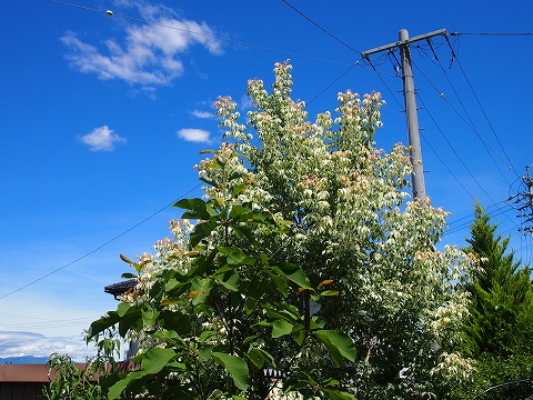 c0117007_20595681.jpg
