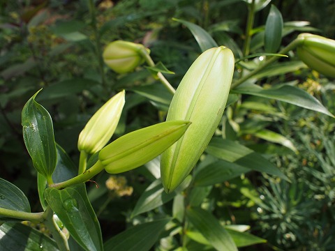 c0117007_214716.jpg