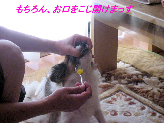 a0149240_912278.jpg