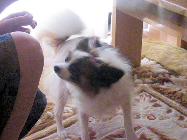 a0149240_912596.jpg