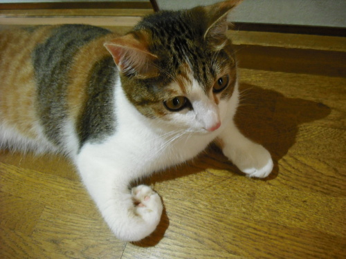 c0194042_20511223.jpg