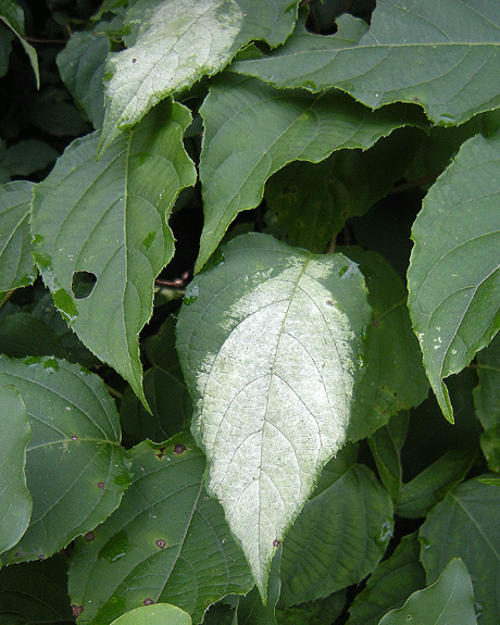 a0001354_21504082.gif