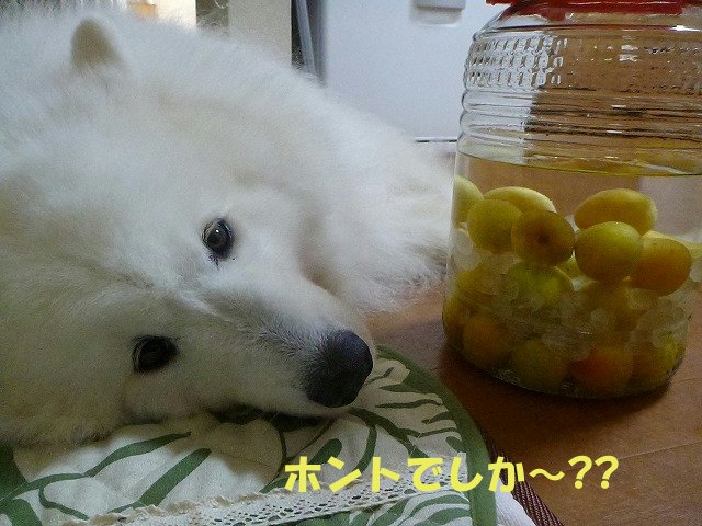 e0176159_11141491.jpg