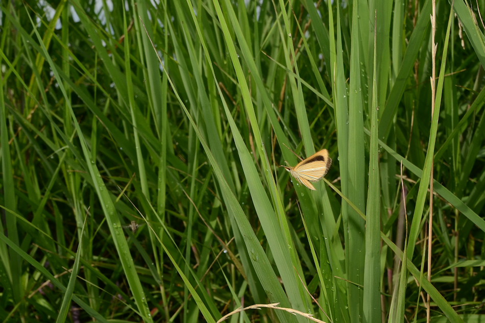 f0090680_2130371.jpg