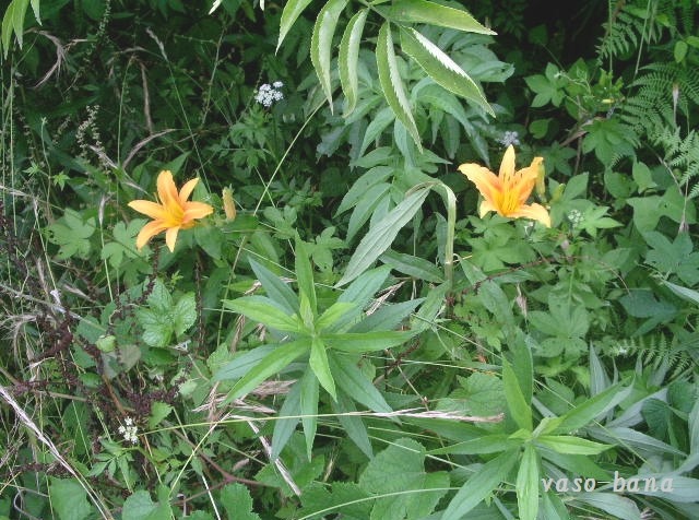 e0025300_12141654.jpg