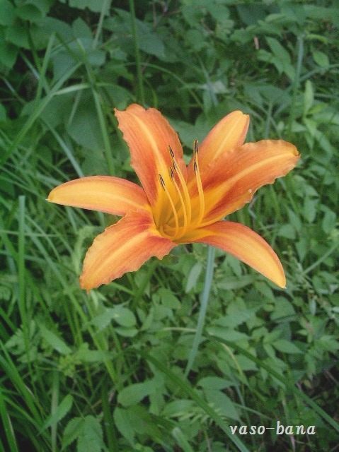 e0025300_12152452.jpg