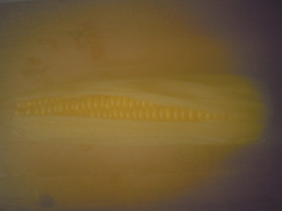 e0206902_5534422.jpg