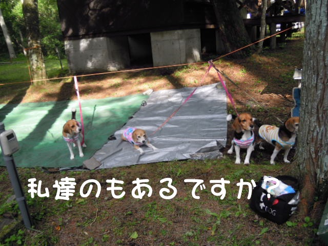 c0166622_9445723.jpg