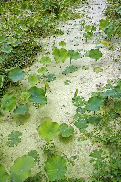 e0083238_1395558.jpg