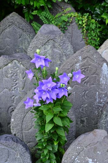 a0100742_94718100.jpg