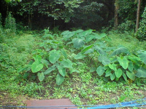 d0098363_1414450.jpg