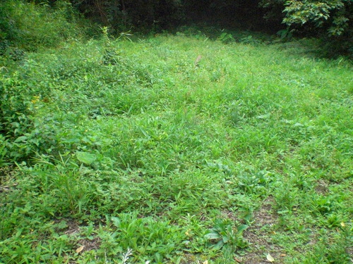 d0098363_1416182.jpg
